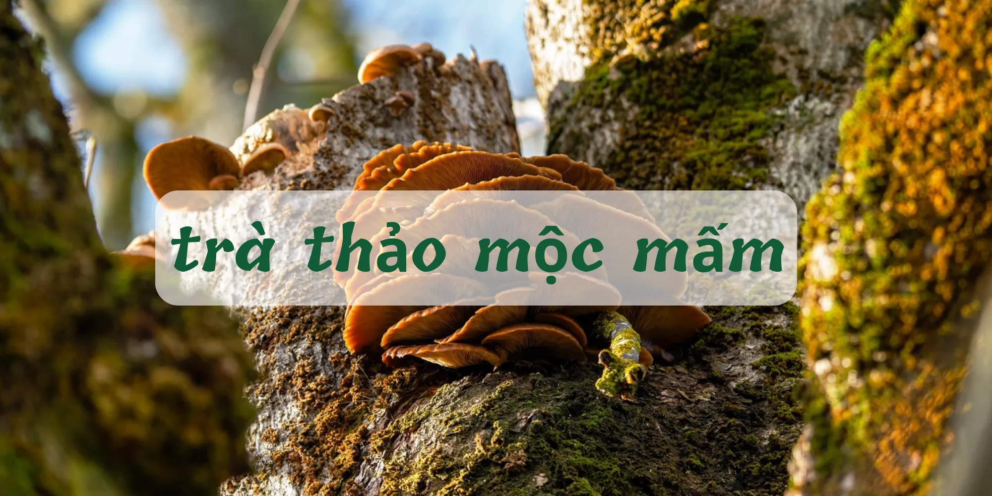 tra-thao-moc-nam-03